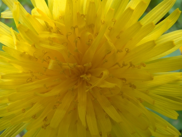  Dandelion (pissenlit) – [ Taraxacum officinale ] (5/35)