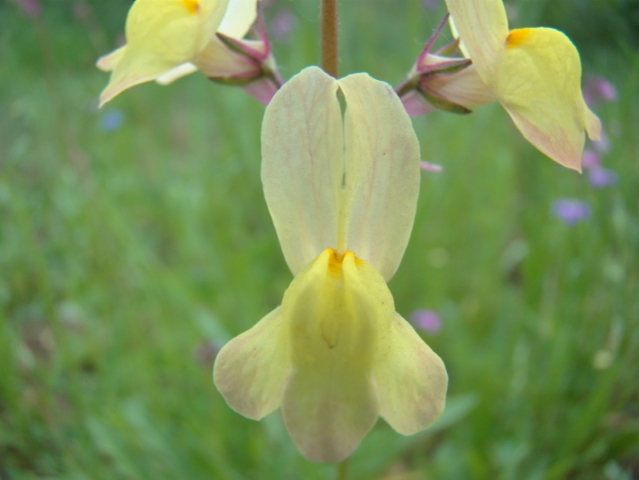  Orchidée – [ Orchidaceae ] (18/35)