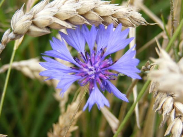  Bleuet des champs – [ Centaurea cyanu ] (34/35)